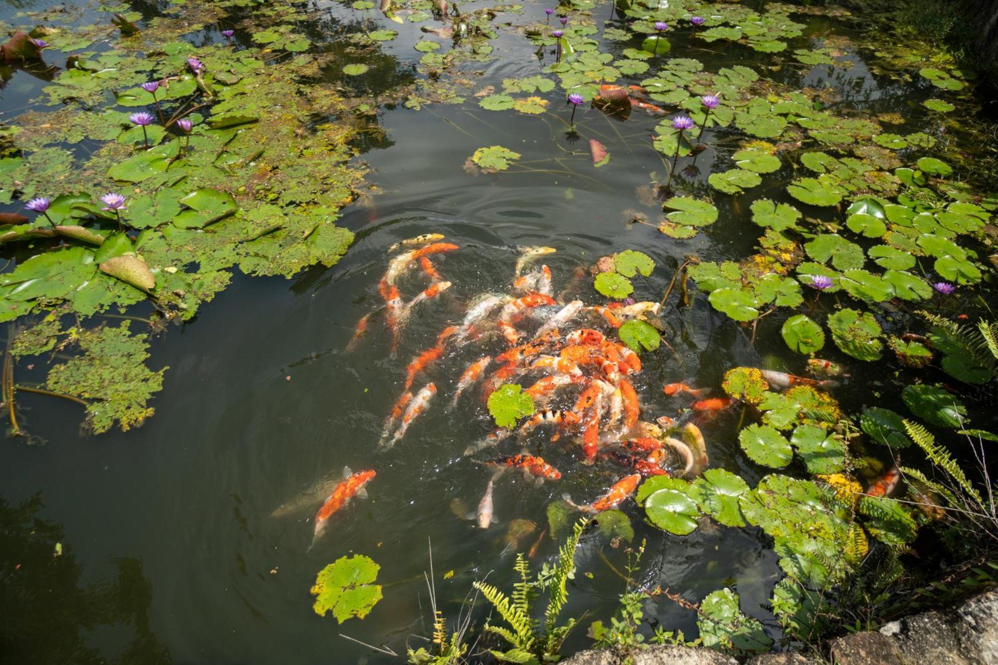 Shanthi Uyana Kandy Buitenkant foto